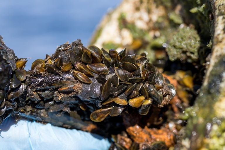 Cluster of dark mussels clinging to a rocky shoreline, with green algae and blue water nearby.
