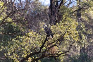 A bald eagle perched on a tree branch in the woods.
