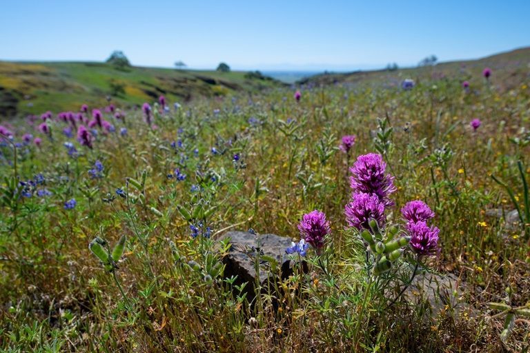 Wildflower meadow with pink blossoms and blue flowers under a clear sky