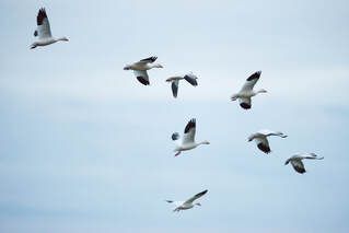 A flock of geese are flying in a blue sky.