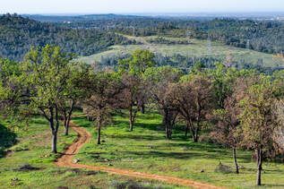An aerial view of a dirt road going through a lush green forest.