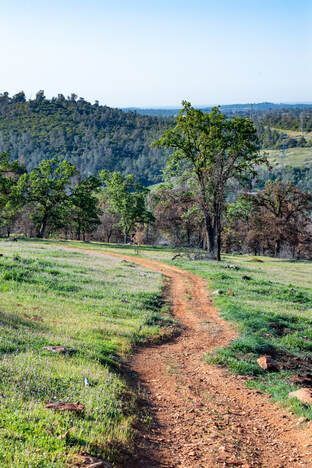 A dirt road going through a grassy field with trees on both sides.