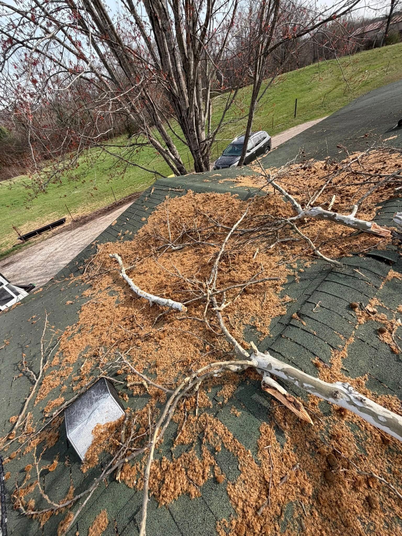 Tree debris scattered across a tilted shingle roof beside a grassy yard and bare shrubs Tree debris scattered across a tilted shingle roof beside a grassy yard and bare shrubs