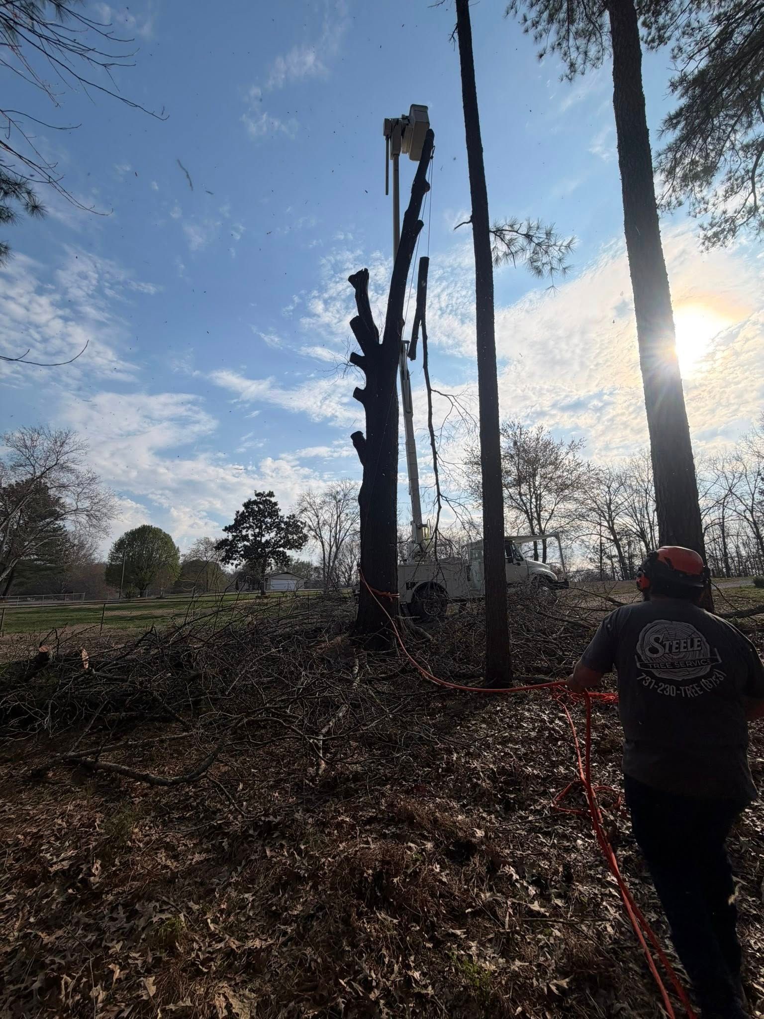 Person walking among tree stumps in a wooded area at sunset, with bright sky and long shadows. Person walking among tree stumps in a wooded area at sunset, with bright sky and long shadows.