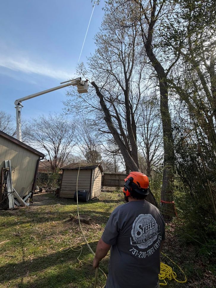 Worker in orange helmet trimming a tall tree beside a house with a pole saw
