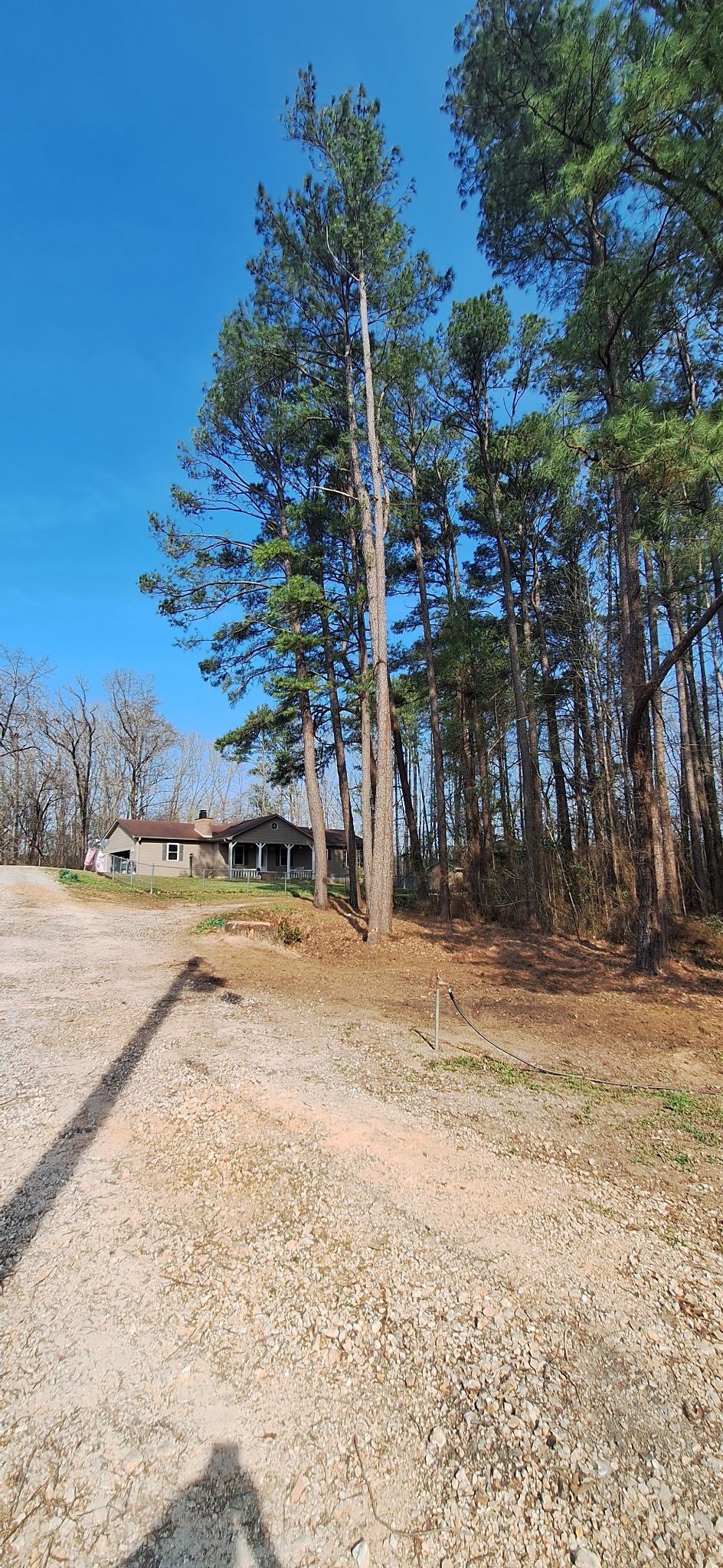 Gravel road beside tall pine trees and a small house under a clear blue sky Gravel road beside tall pine trees and a small house under a clear blue sky