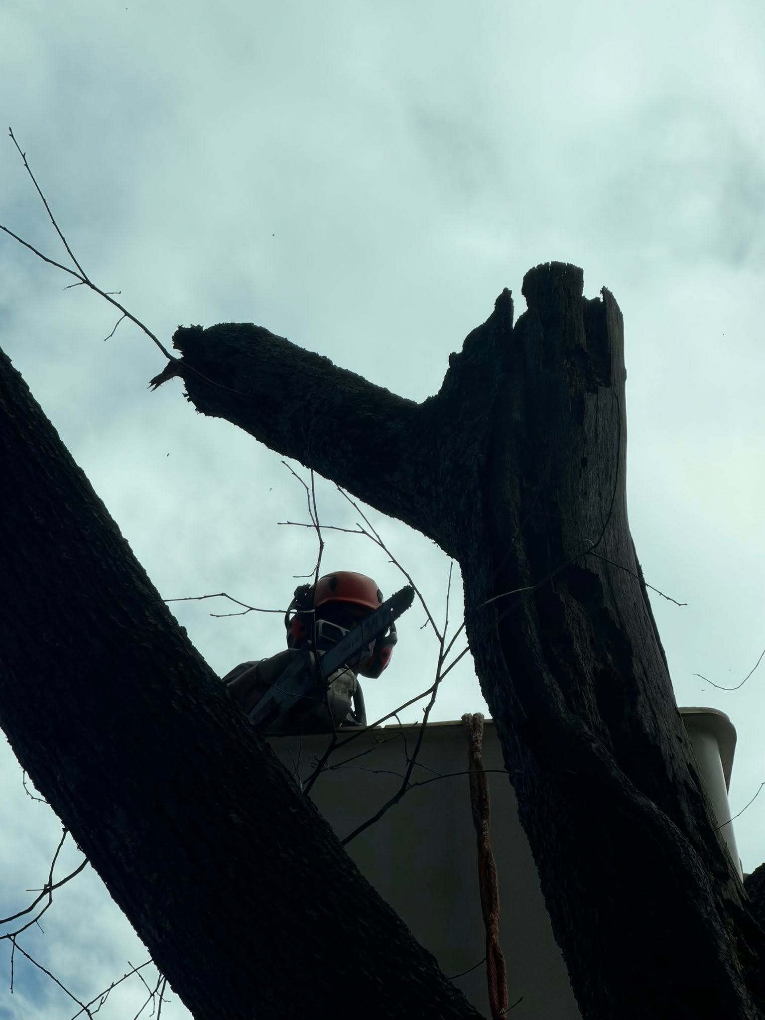 Worker in hard hat trimming a large tree trunk against a cloudy sky. Worker in hard hat trimming a large tree trunk against a cloudy sky.