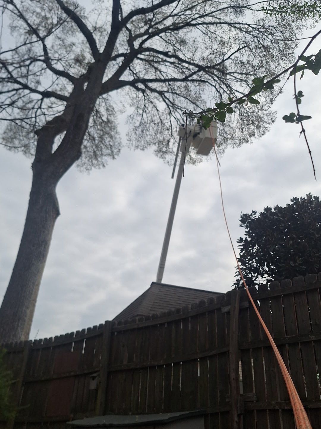 Tall bare tree and utility poles behind a wooden fence under a cloudy sky Tall bare tree and utility poles behind a wooden fence under a cloudy sky