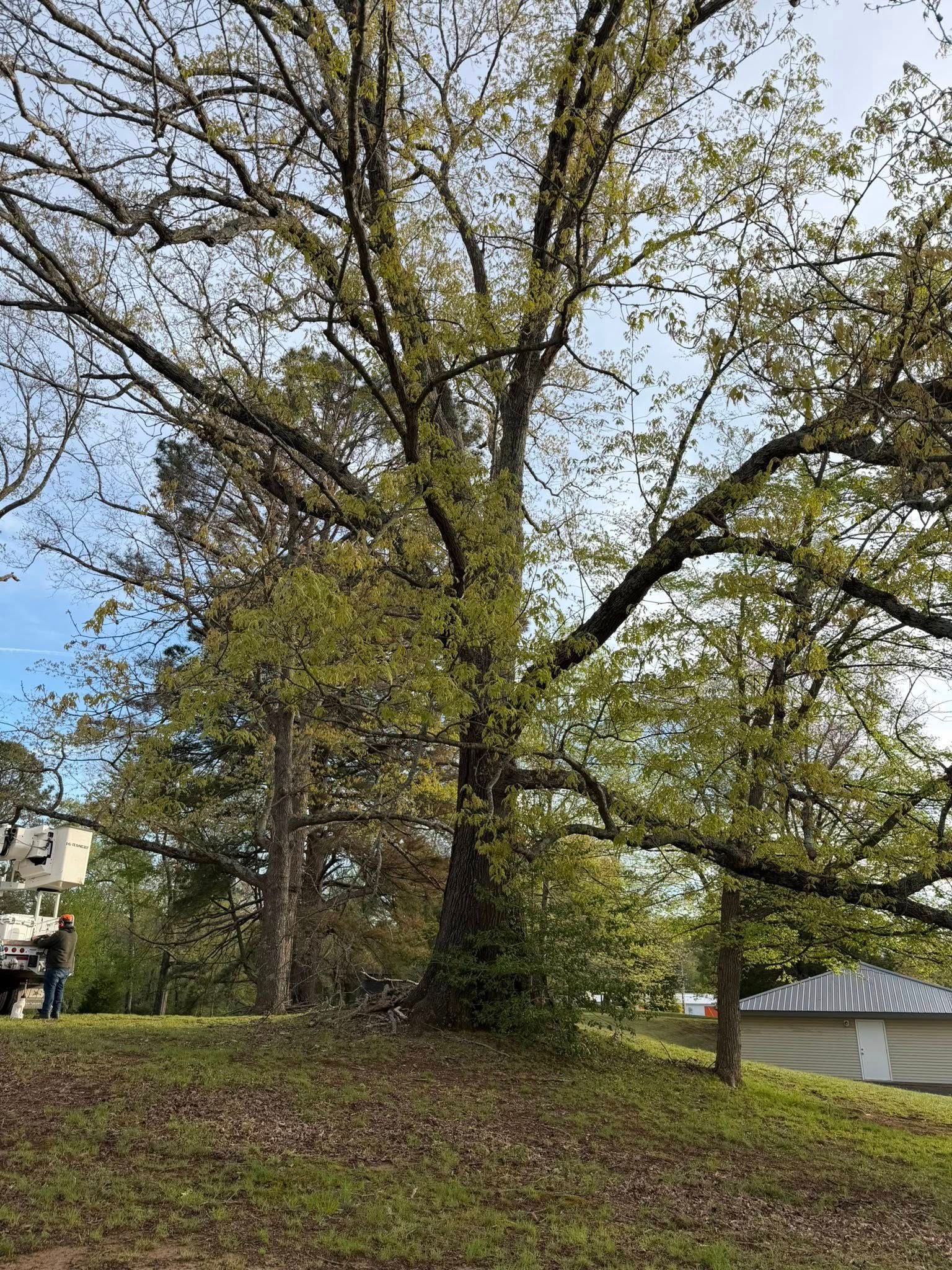 Large leafy tree on a grassy hill beside houses, with a clear blue sky behind it. Large leafy tree on a grassy hill beside houses, with a clear blue sky behind it.