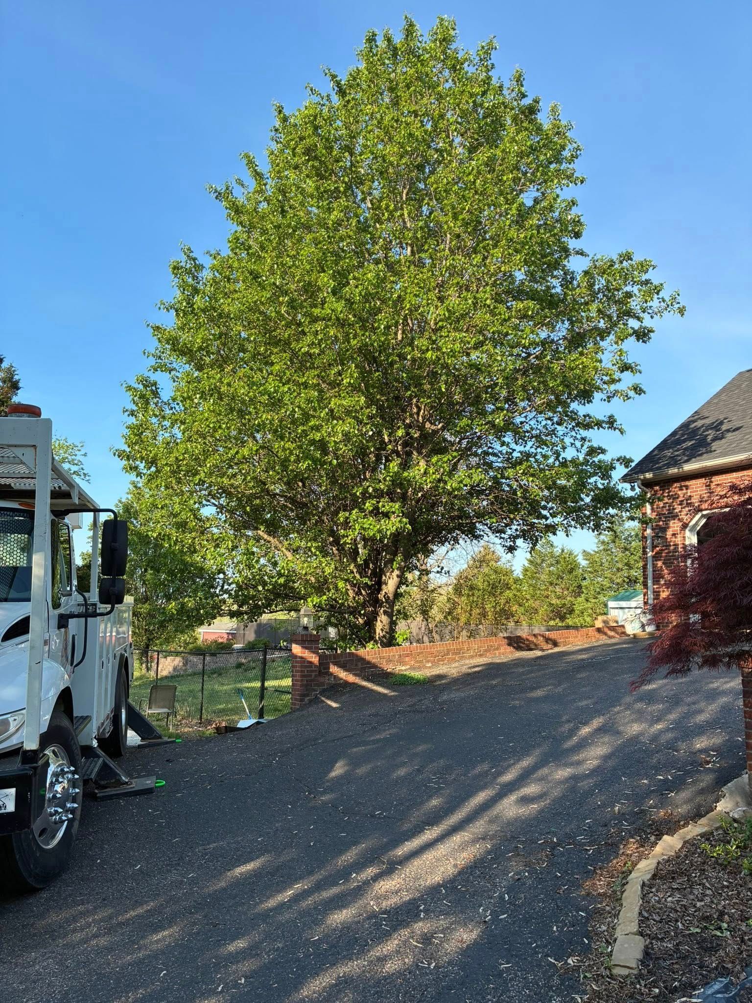 Large green tree beside a gravel driveway between a house and a red building on a sunny day Large green tree beside a gravel driveway between a house and a red building on a sunny day