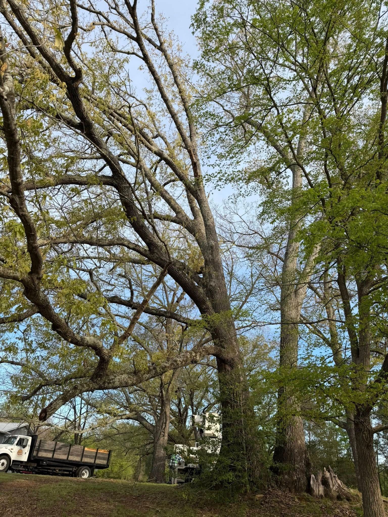 Tall trees with sparse spring leaves beside a white truck in a wooded yard Tall trees with sparse spring leaves beside a white truck in a wooded yard
