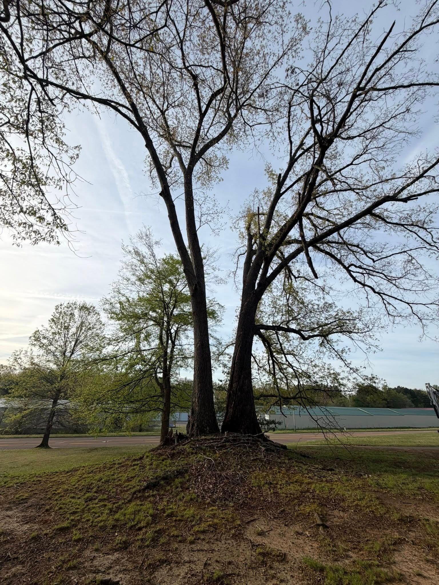 Tall leafless trees on a small grassy mound beside a road under a pale sky Tall leafless trees on a small grassy mound beside a road under a pale sky