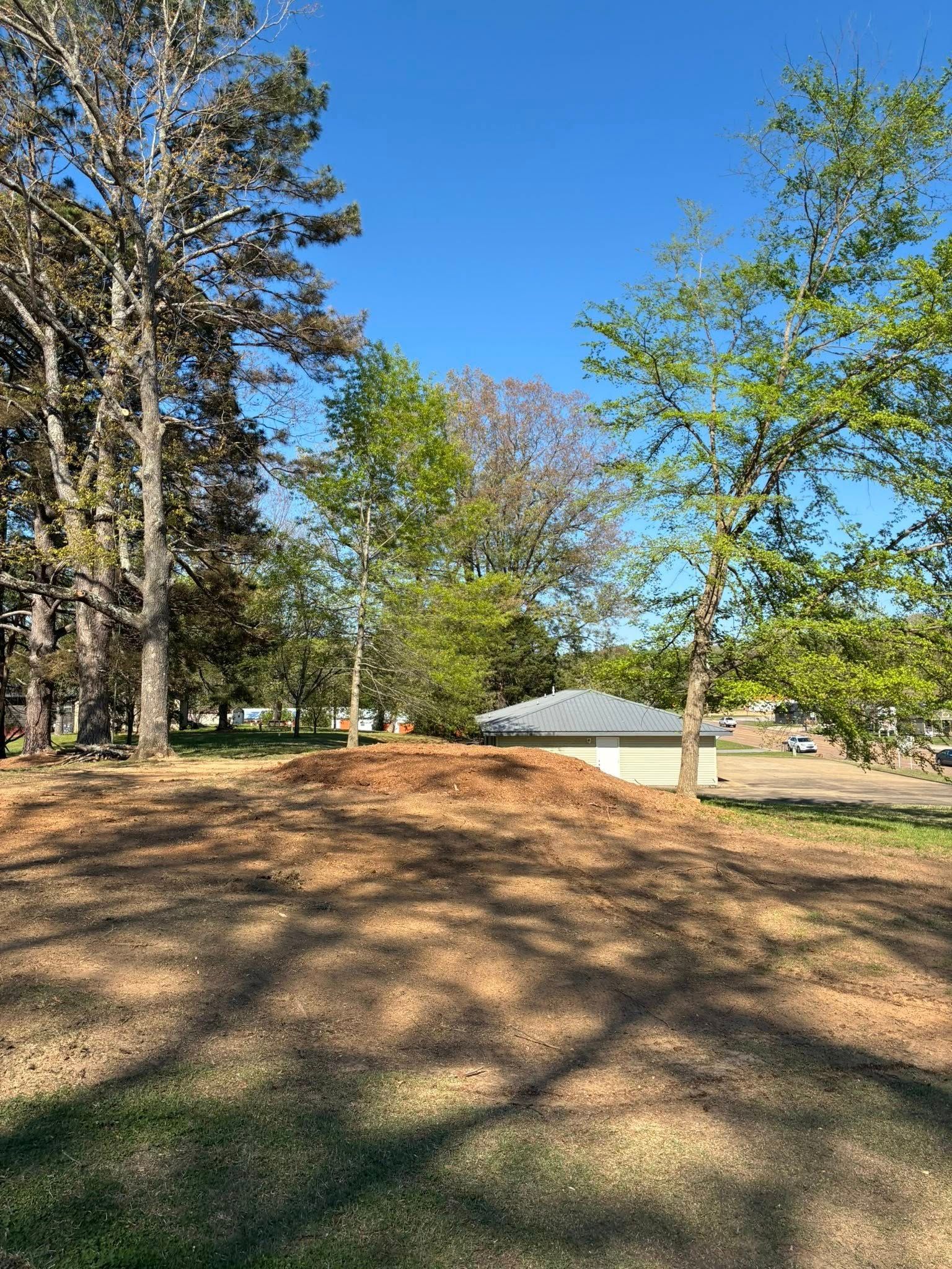 Sunny park with tall trees, grassy slope, and a blue sky in the background Sunny park with tall trees, grassy slope, and a blue sky in the background