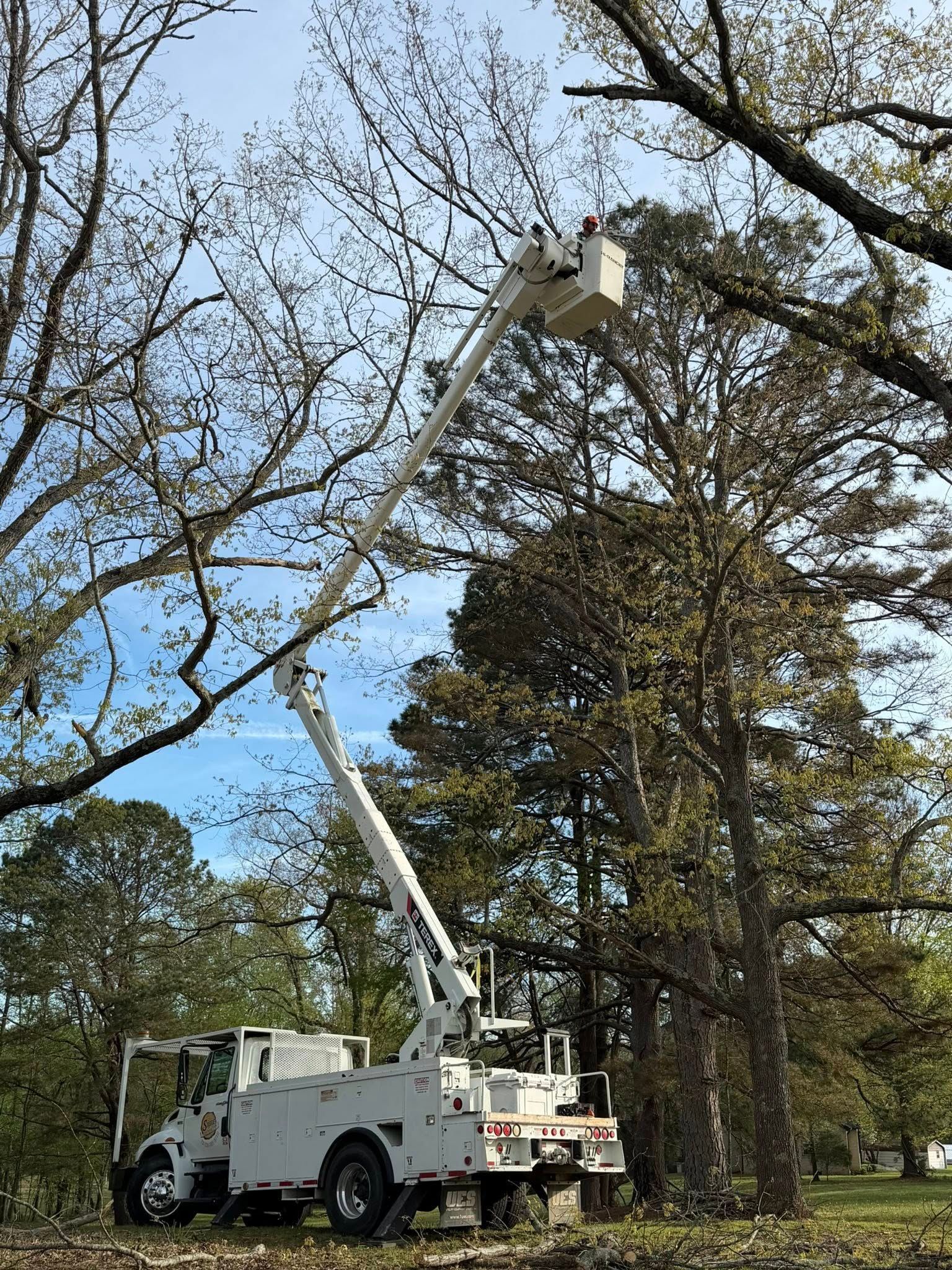 Bucket truck trimming tall trees along a roadside on a clear day Bucket truck trimming tall trees along a roadside on a clear day