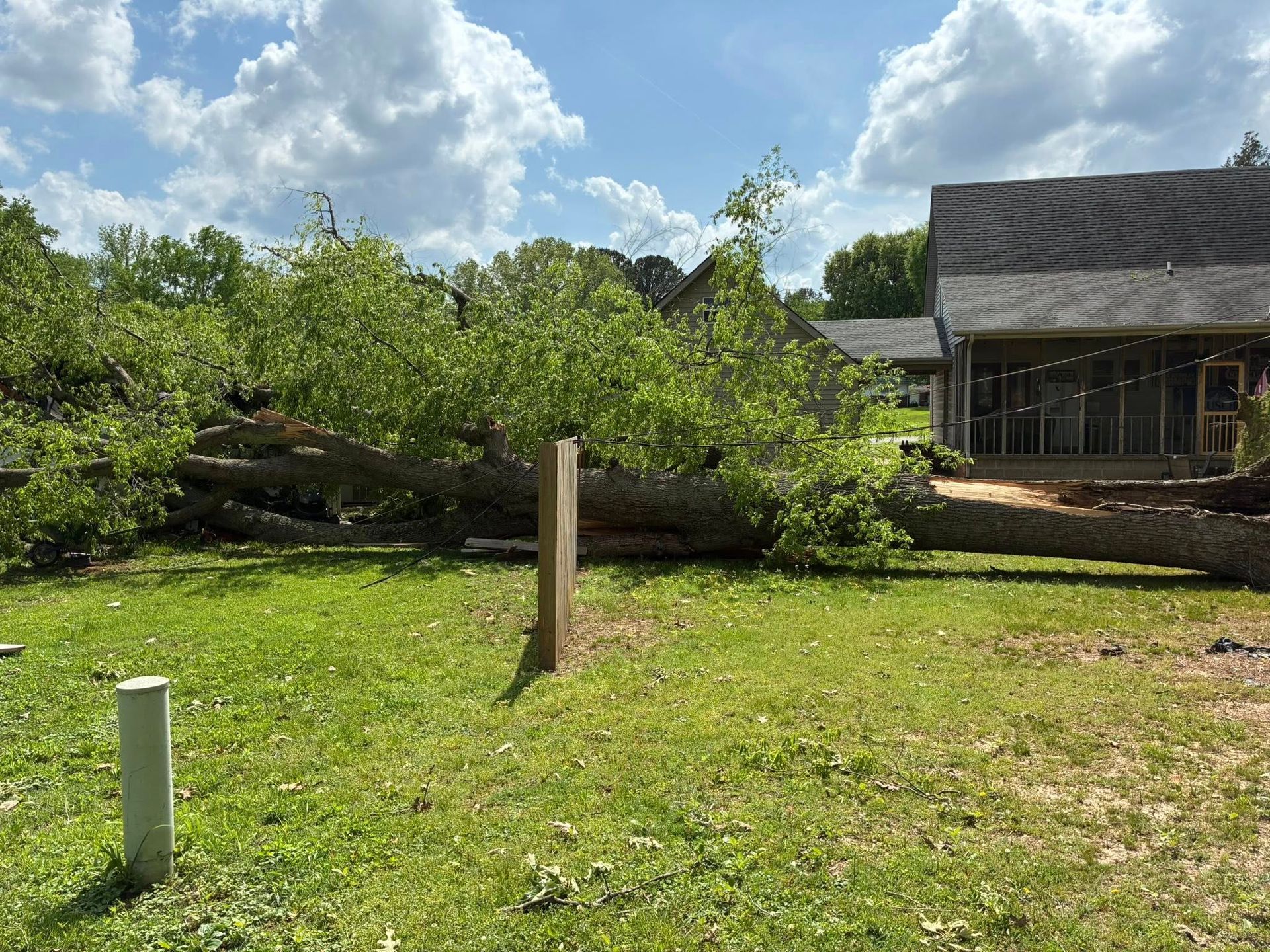 Fallen tree in a grassy yard beside a house under a cloudy sky Fallen tree in a grassy yard beside a house under a cloudy sky