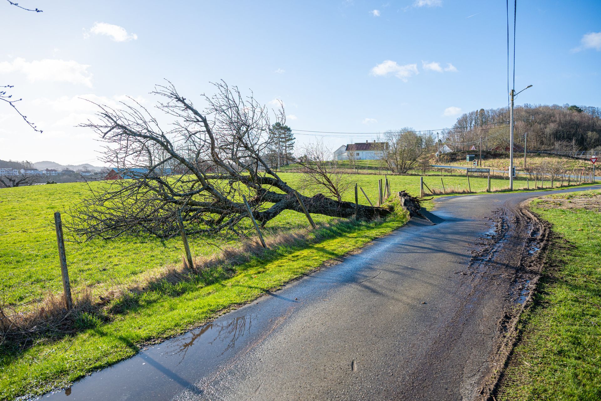 Storm-damaged tree fallen across a rural road beside green fields under a clear blue sky Storm-damaged tree fallen across a rural road beside green fields under a clear blue sky