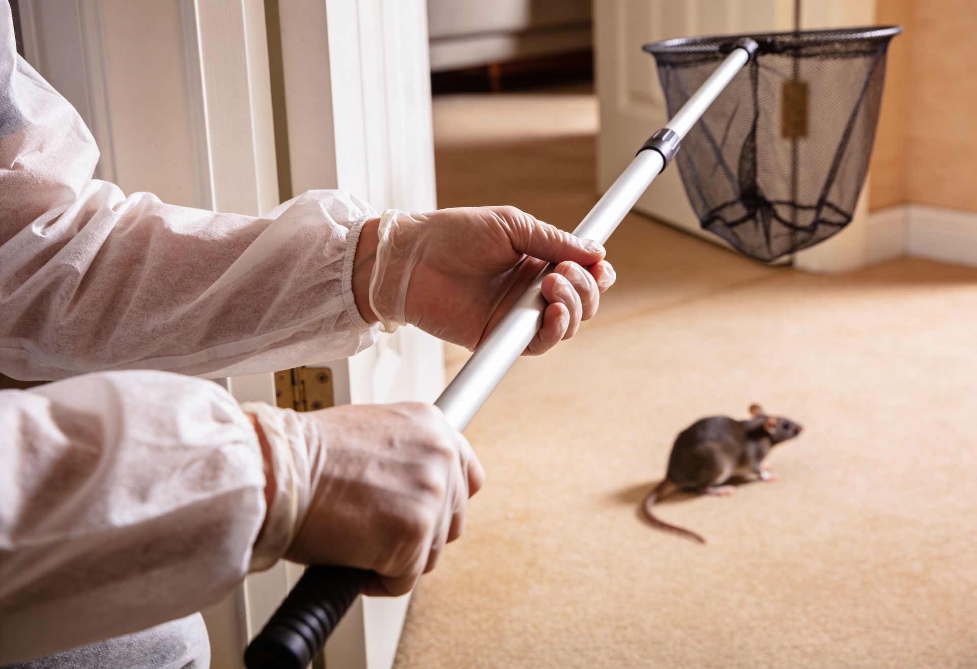 Wildlife animal removal specialist safely capturing a rat inside a residential home with a catch net.