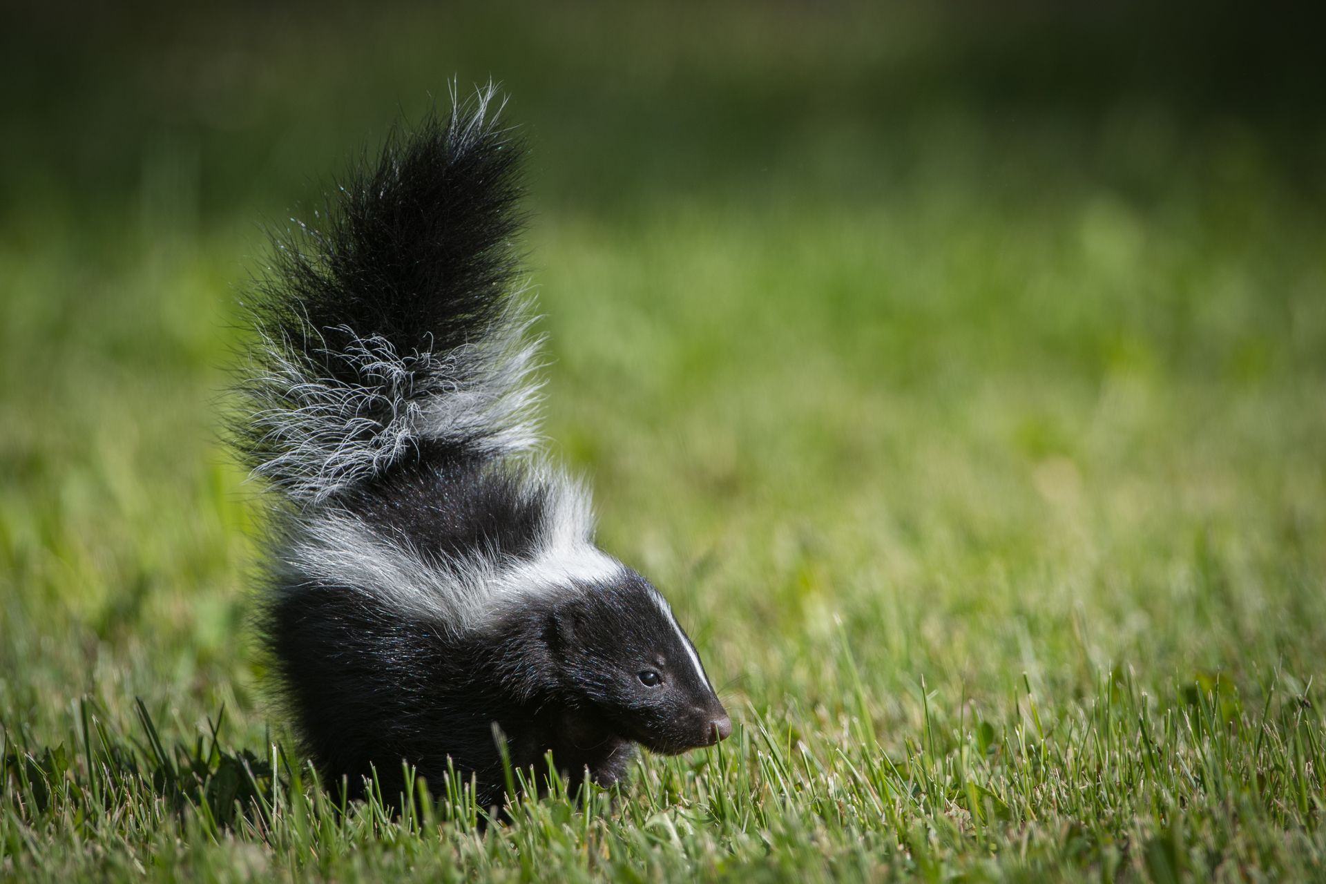 Striped skunk walking through green grass outdoors