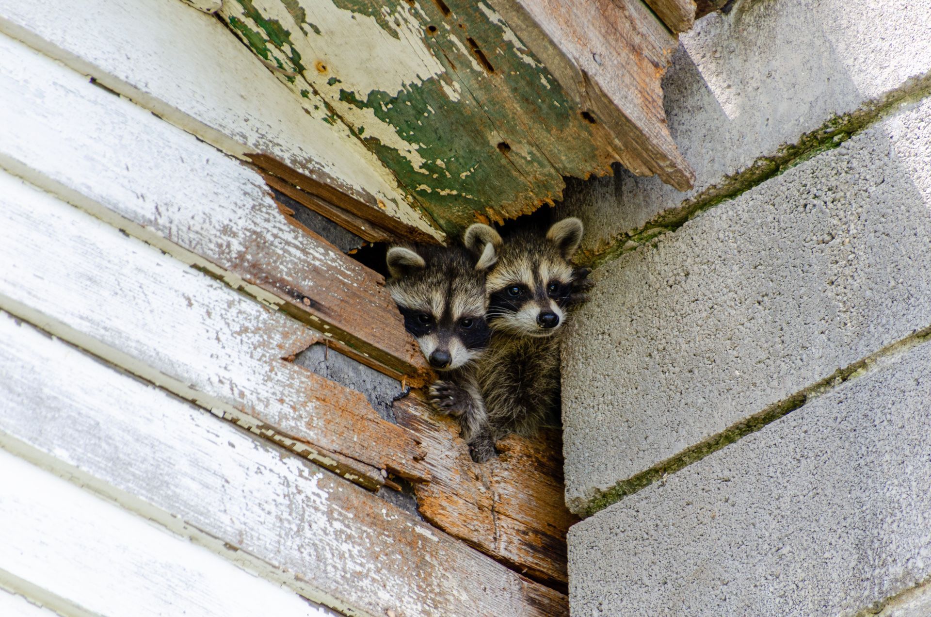 Baby Raccoons peak out of a hole in a building