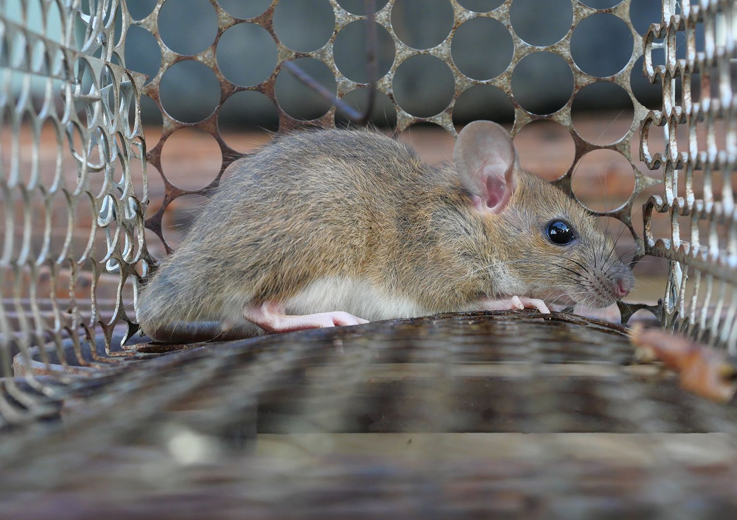 Mouse inside a metal cage trap. Mouse inside a metal cage trap.