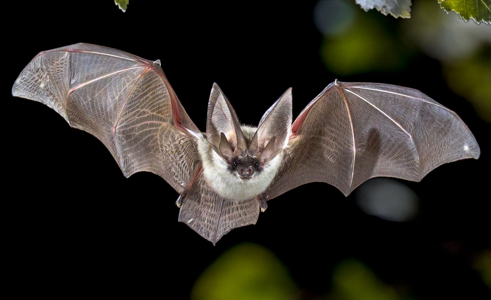 Bat in flight, wings spread, brown fur, dark eyes, against a blurred background of green and black.