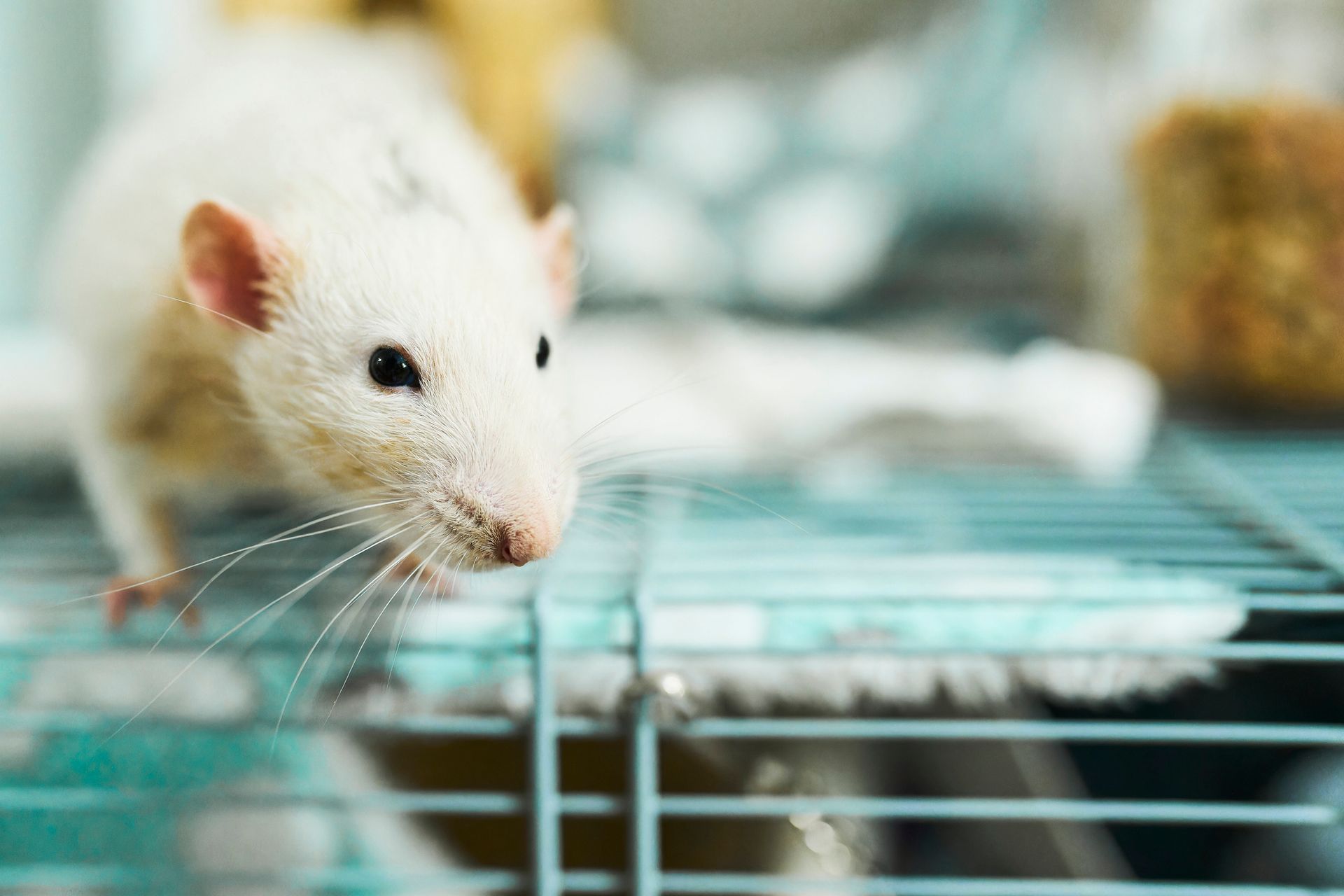White rat on a metal cage with blurred background.