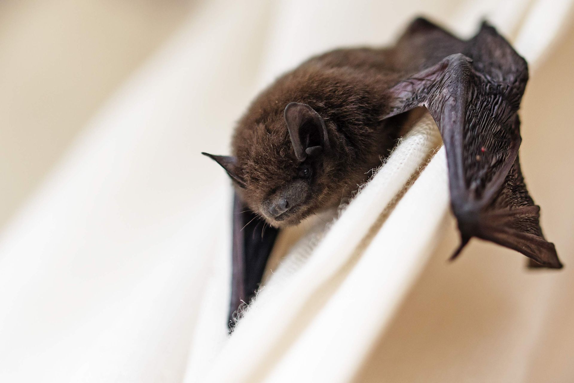 Close-up of a resting bat with wings spread on a light fabric surface.