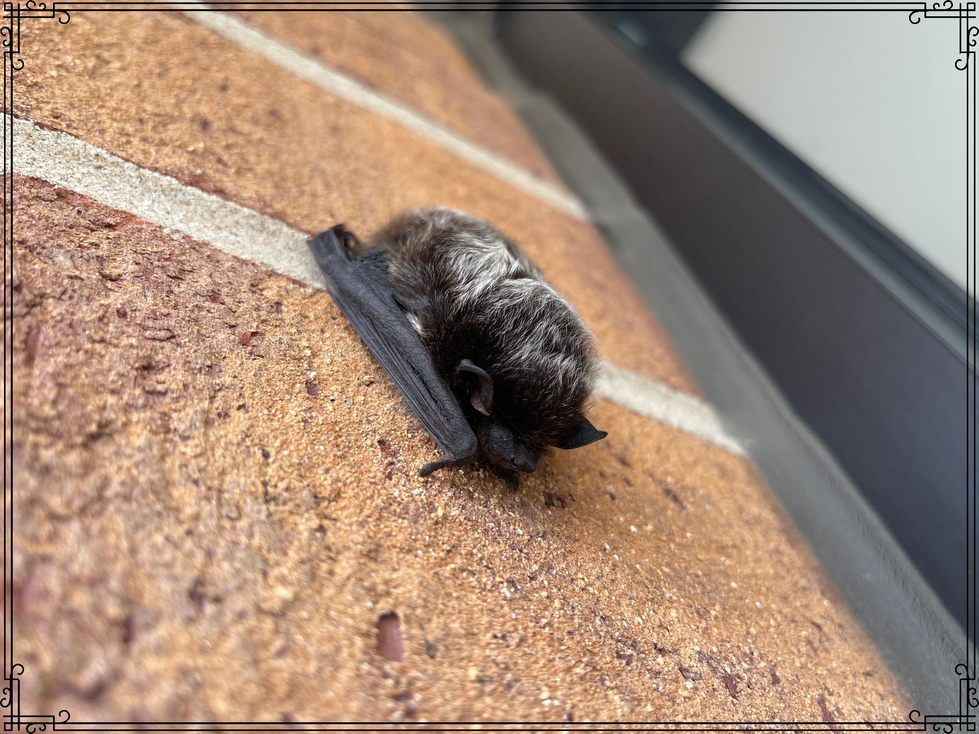 Bats— Flying Bat in Crystal Lake, IL Bats— Flying Bat in Crystal Lake, IL