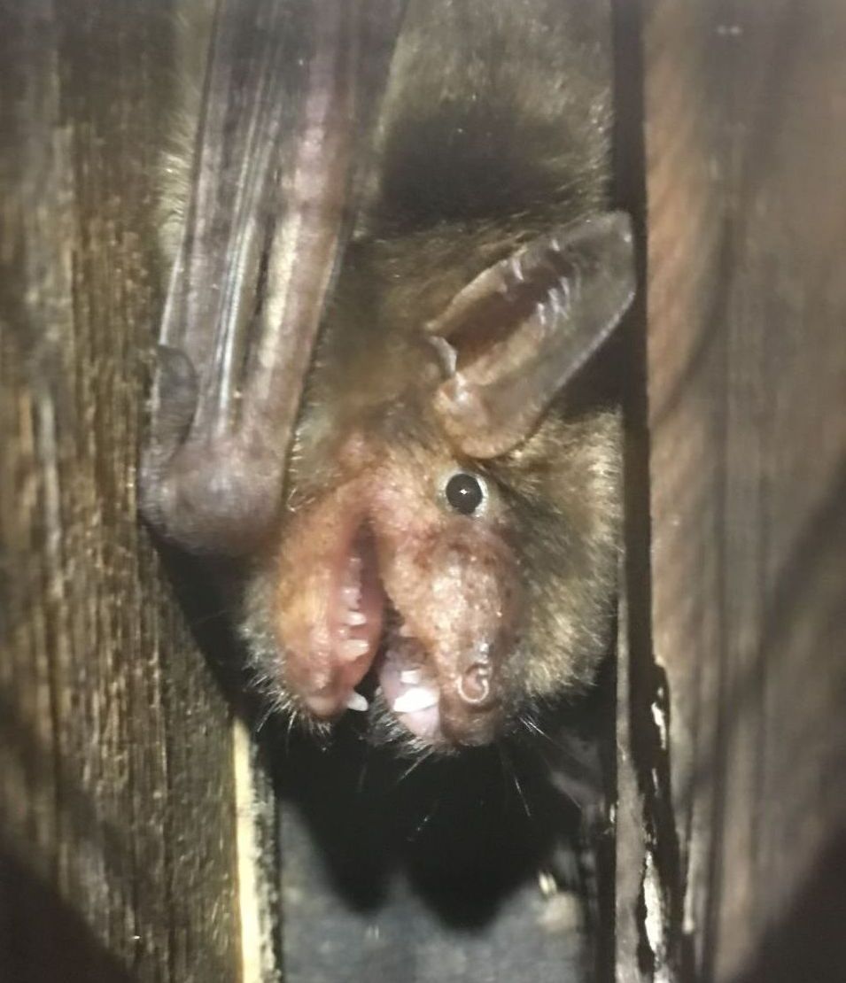 Bat with brown fur hanging upside down inside wooden structure.