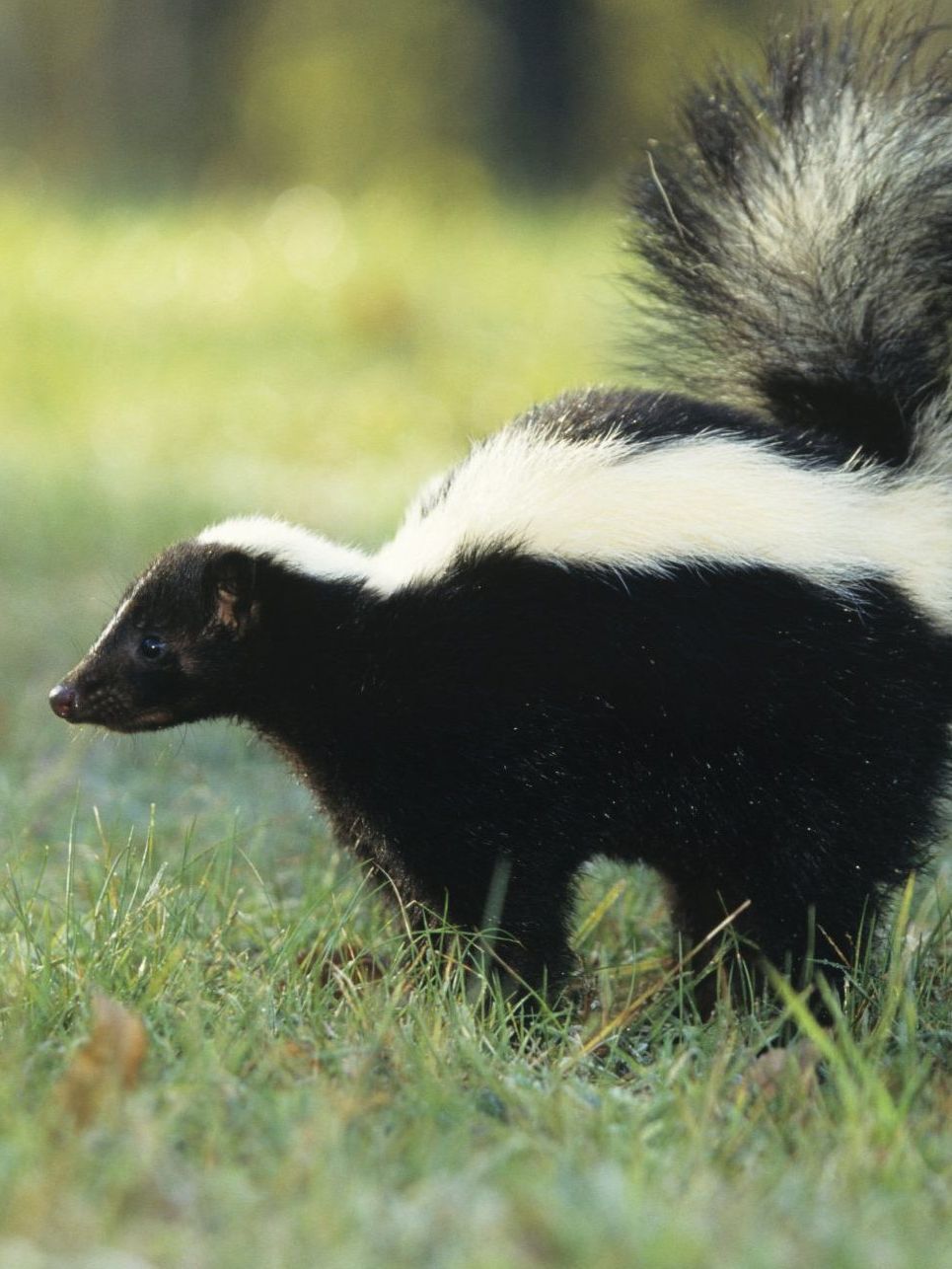 Skunk in grass, black body with white stripe, fluffy tail, outdoors.