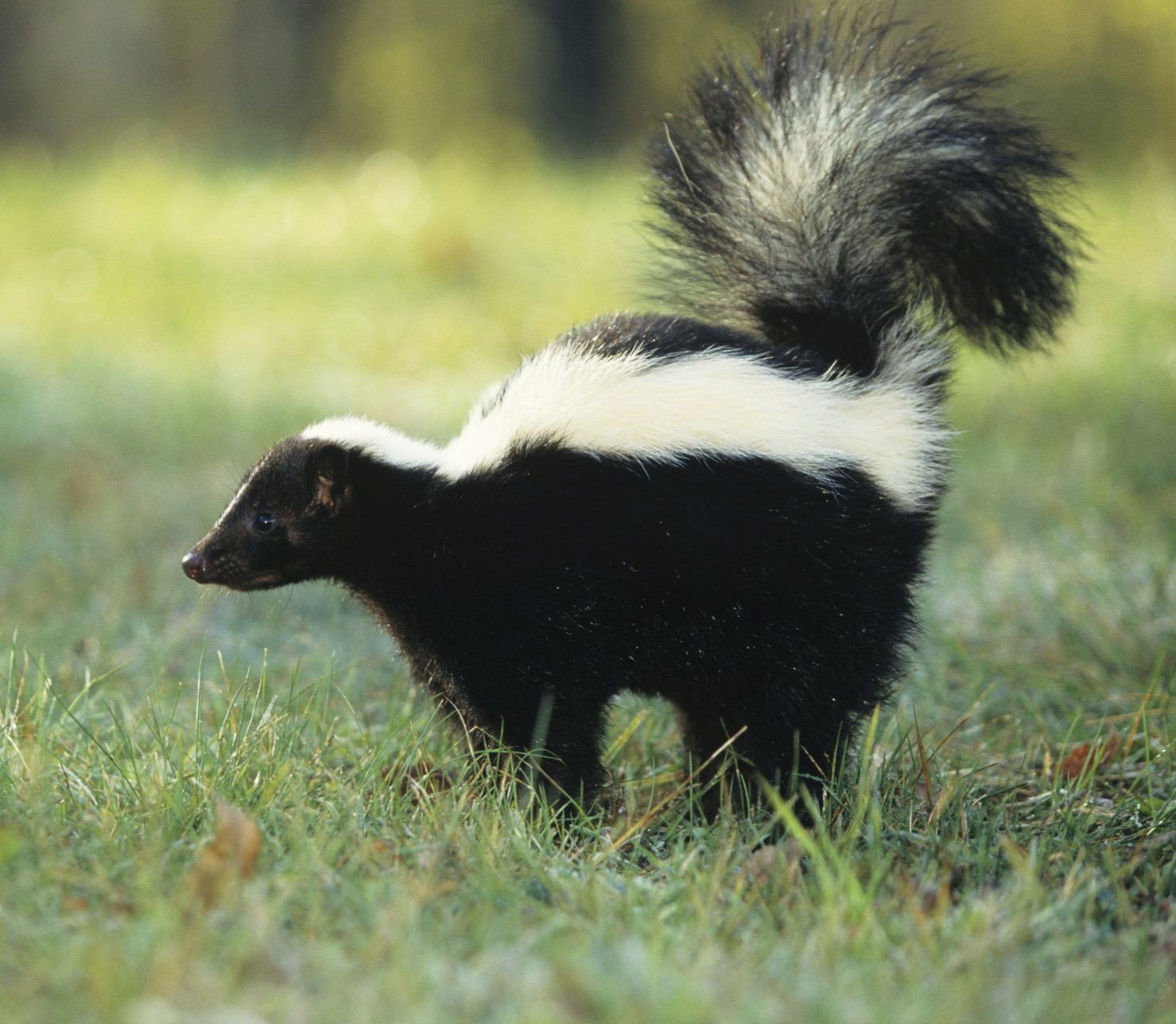 Skunk with black and white fur, walking in a grassy field with its tail raised.