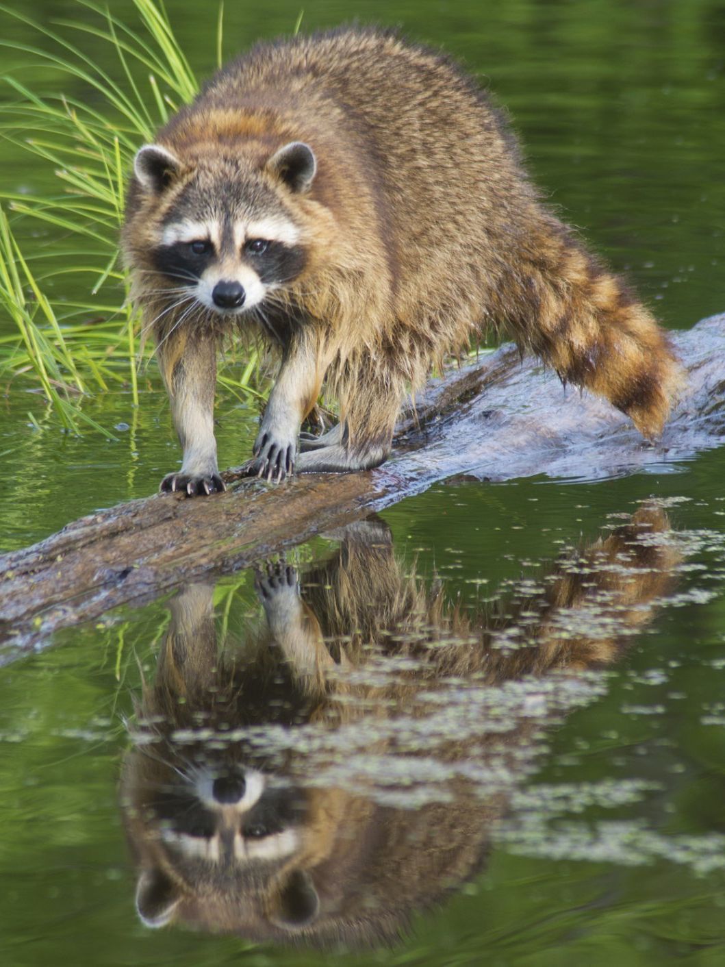 Raccoon on a log in water; its reflection visible. It is brown and black, in a green setting.