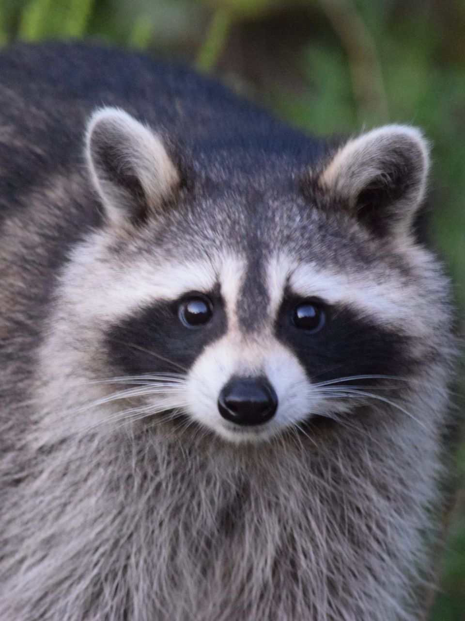 Raccoon with black and gray fur, staring intently, set in natural environment.
