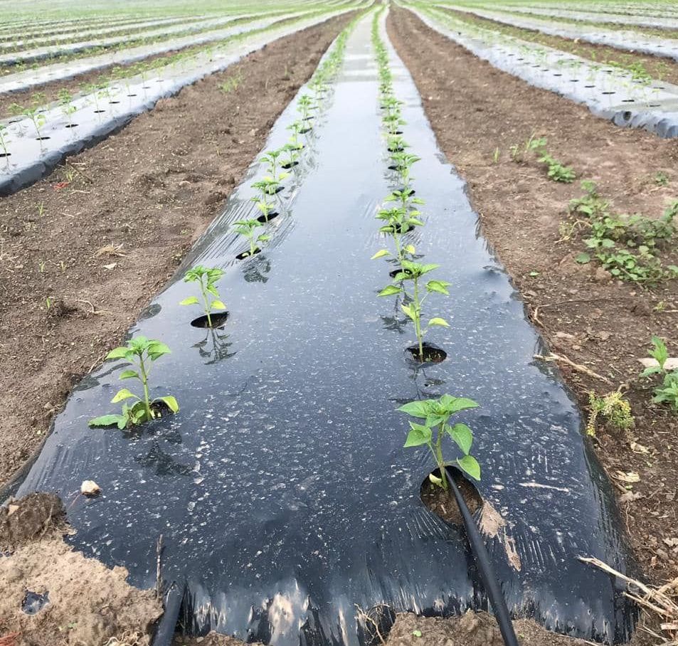 greenhouse-plastic-solutions-quality-materials