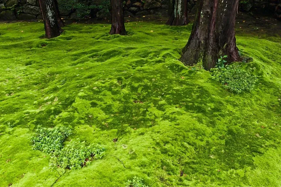 Moss For Sale