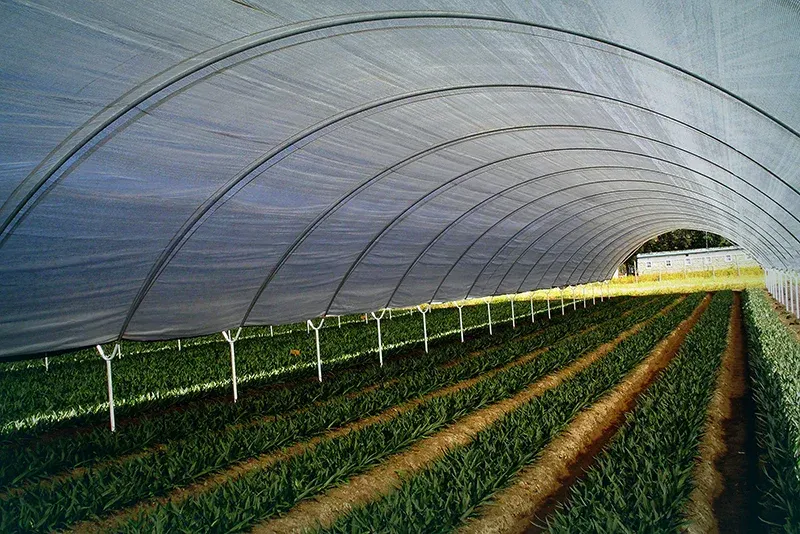 greenhouse plastic 