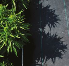 greenhouse tech 