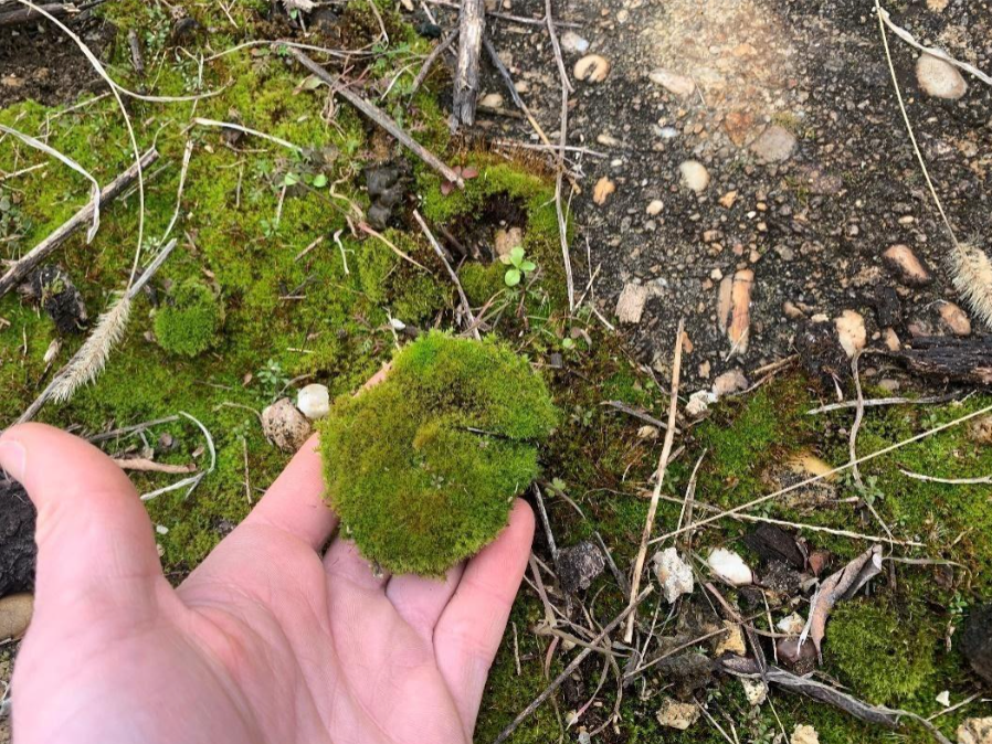 Moss For Sale