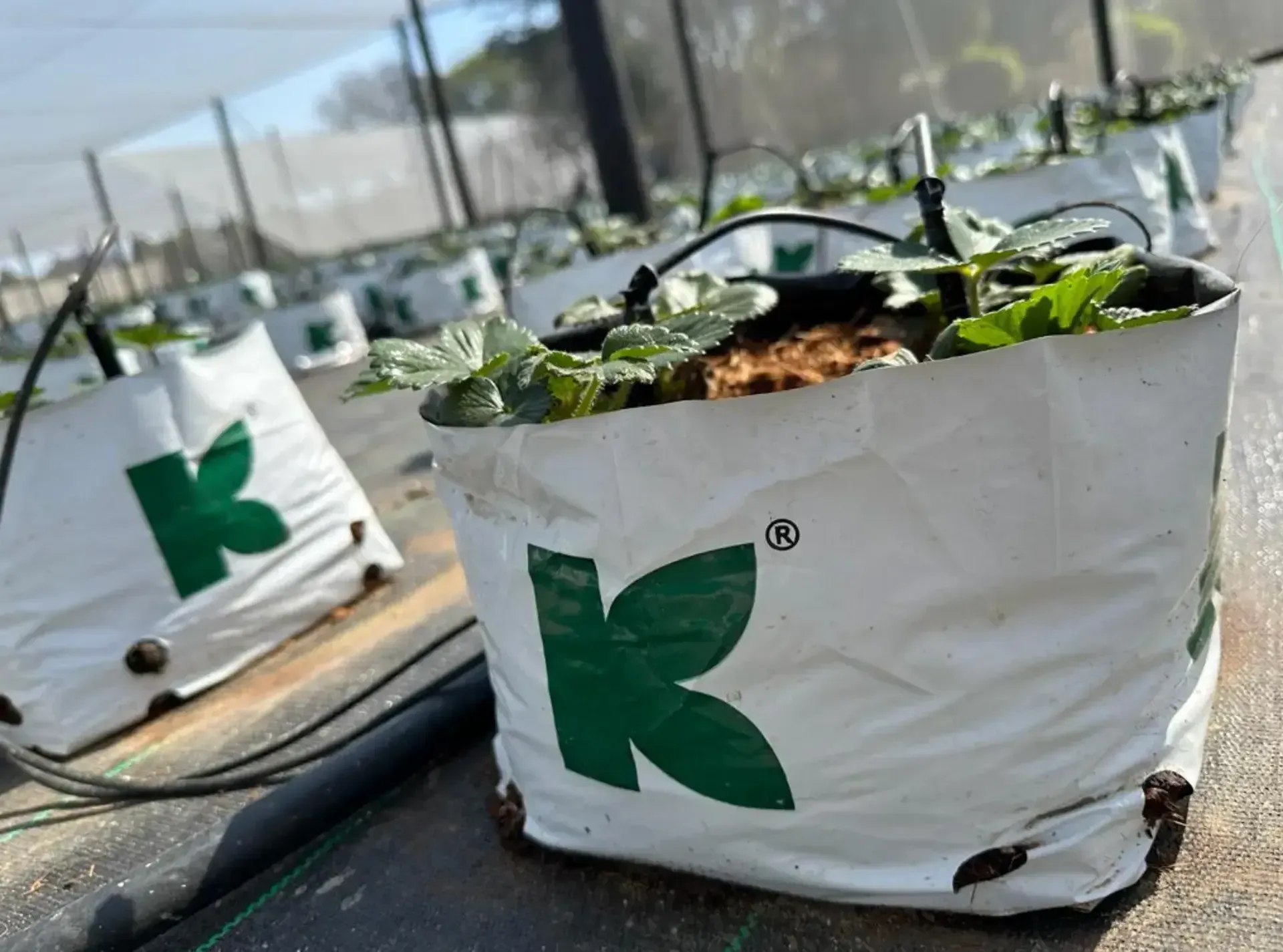 coco coir