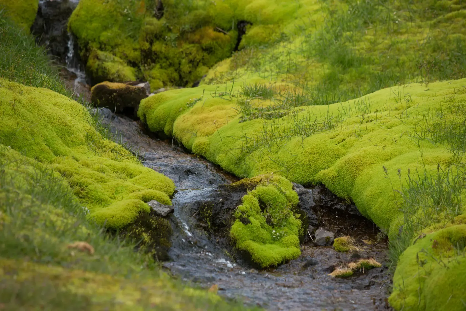Moss For Sale