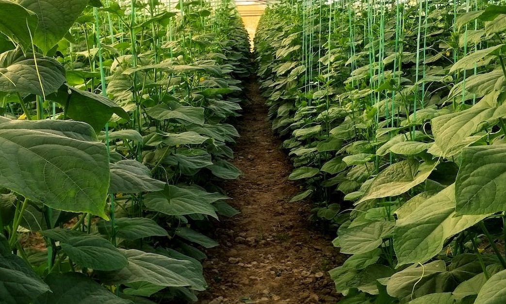 greenhouse