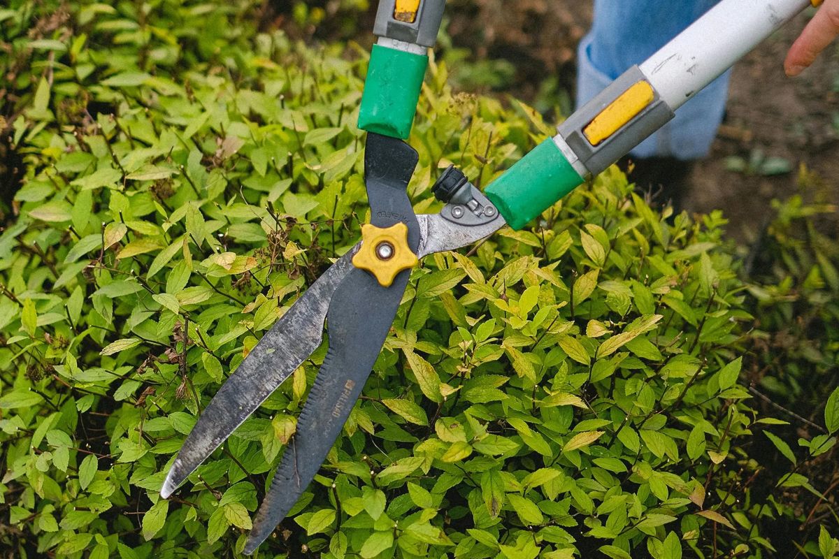 Close-up of hedge shears trimming a green bush, person in background.