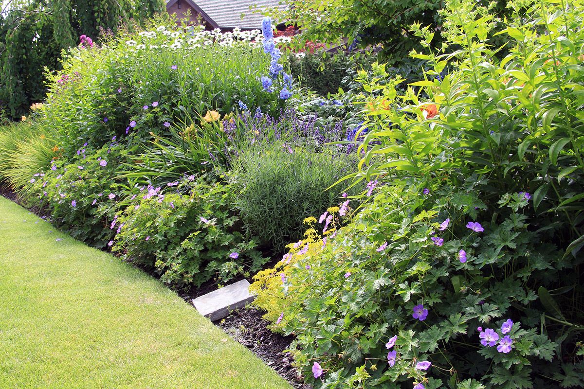 Lush garden bed overflowing with diverse green foliage and colorful blooms, bordered by a neat lawn.