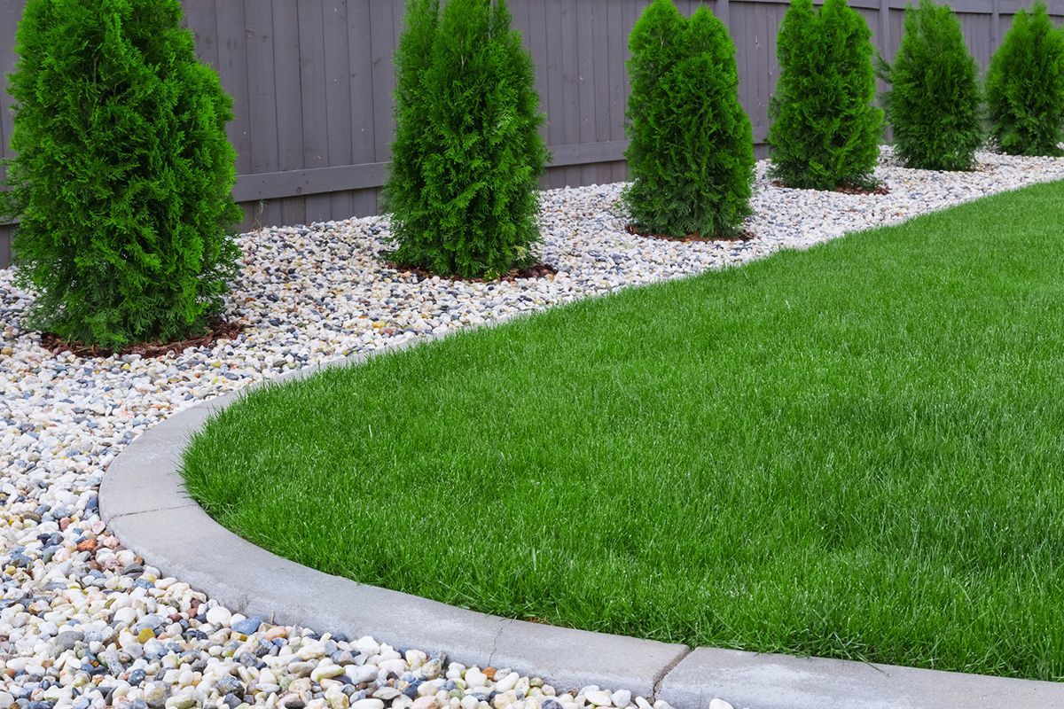 A well-manicured lawn with a curved concrete border, bordered by gravel and green, conical shrubs in front of a wooden fence.