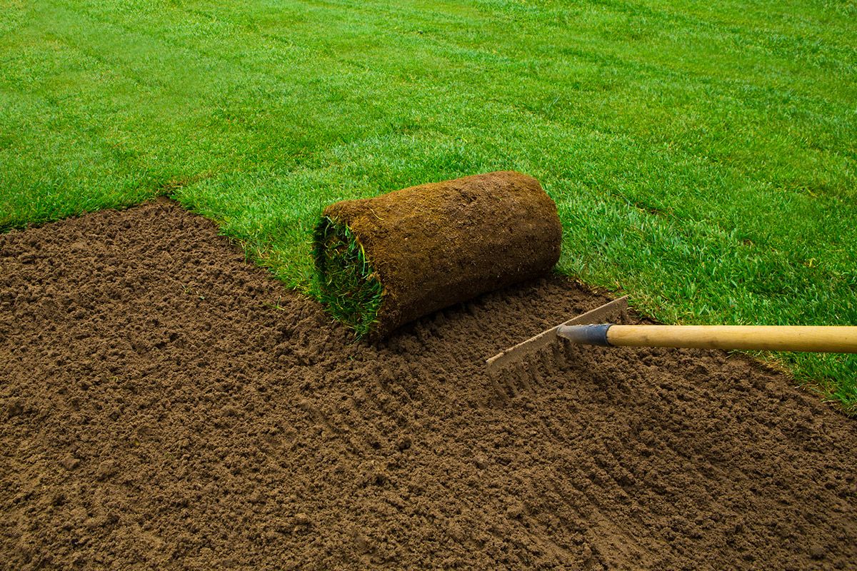 A roll of turf being laid on prepared brown soil with a rake, grassy lawn in the background.