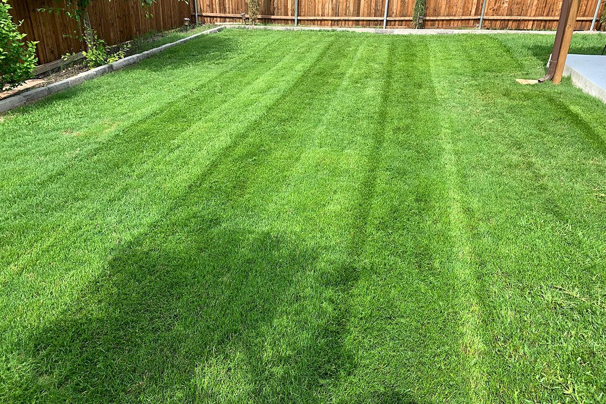Green lawn with alternating light and dark stripes, bordered by a wooden fence and a concrete patio.