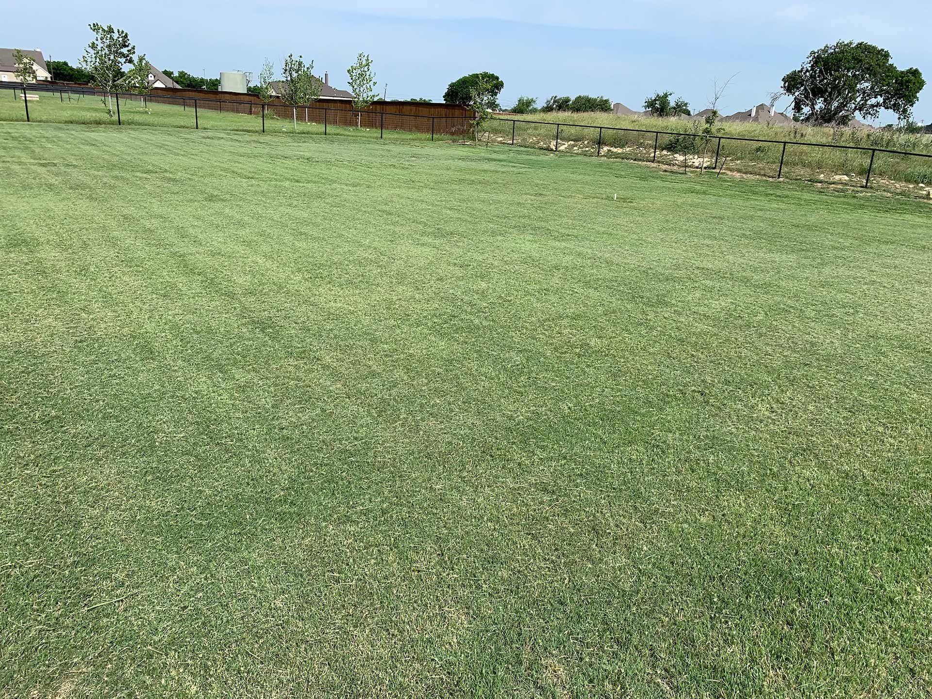 Green grassy lawn with a fence in the background under a blue sky.