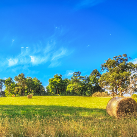 agricultural farm