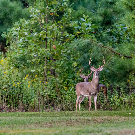 deer on property