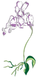 Light purple orchid plant with green leaves and roots.